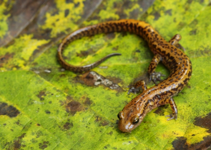 Long-tail Salamander